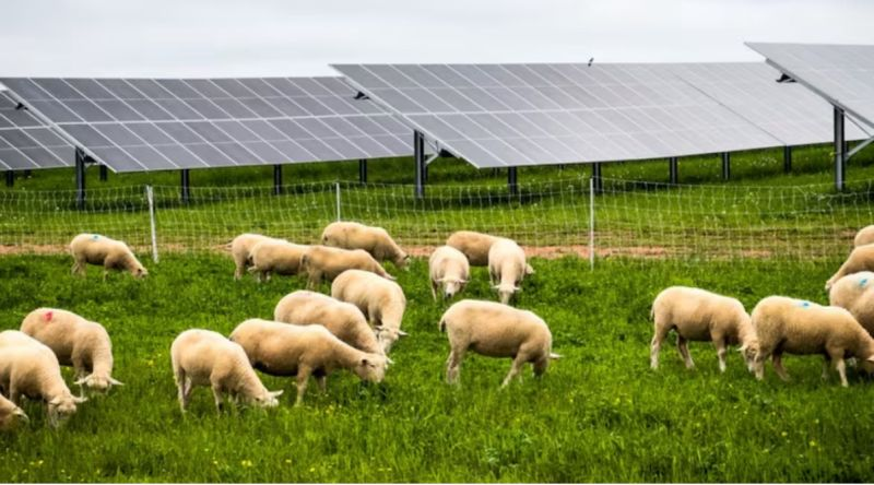 Sheep grazing on green grass beside rows of ground-mounted solar panels.