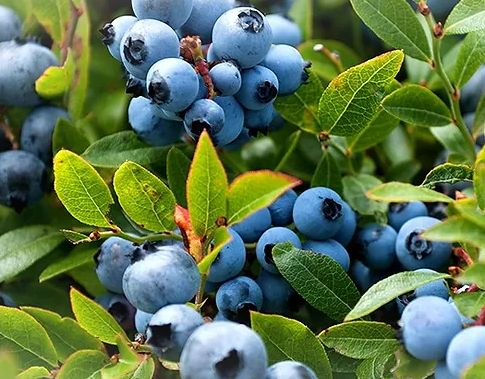 Blueberries growing on a bush.